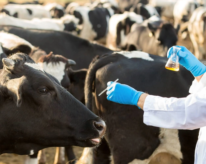 Vet Havens Lab Image