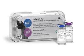 Bordetella Vaccine (Kennel Cough)